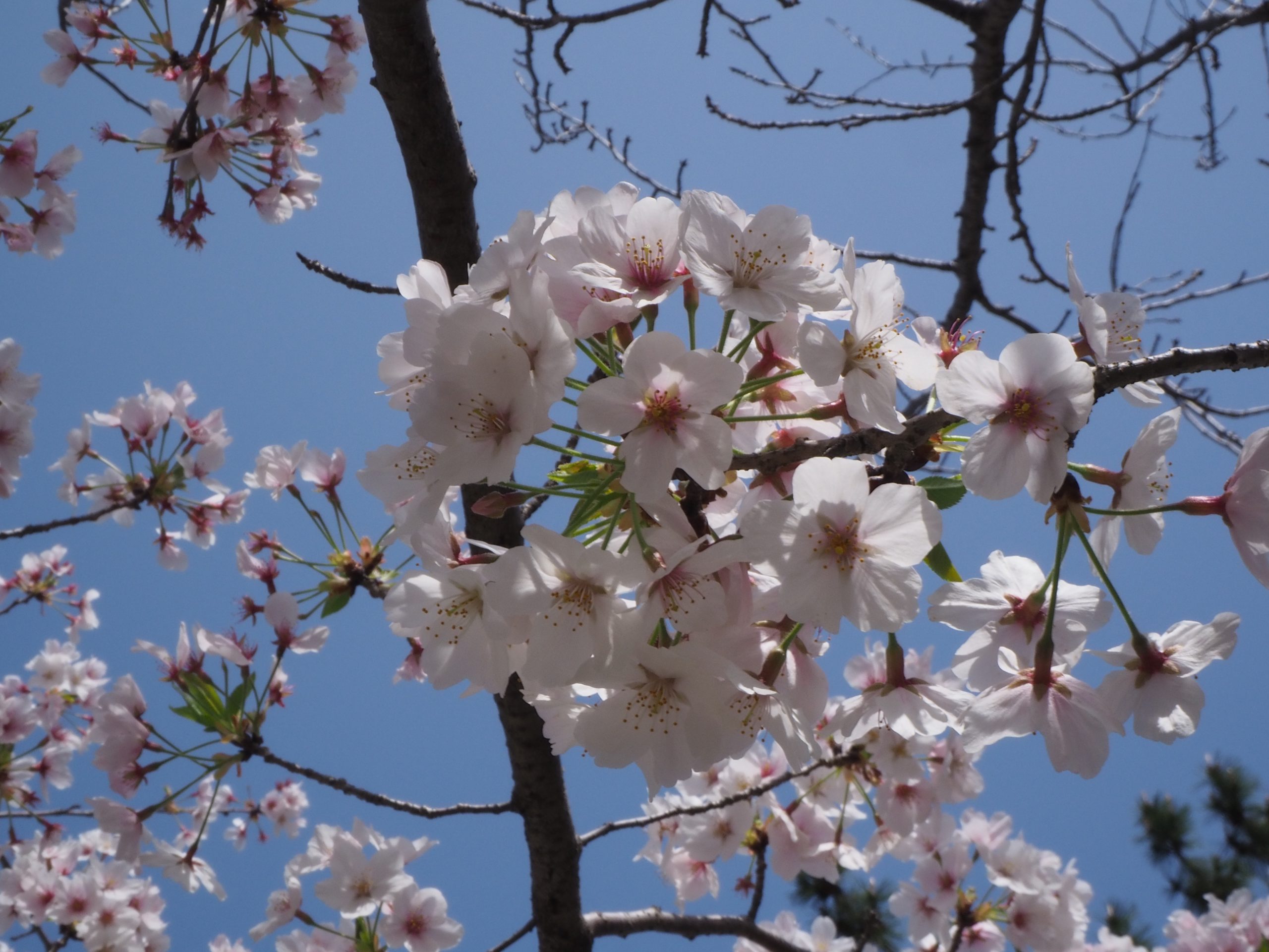2021年4月　松阪公園の桜1