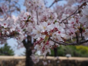 2021年4月　松阪公園の桜2