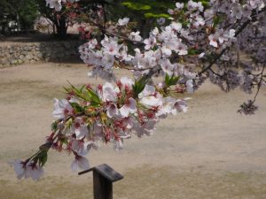 2021年4月　松阪公園の桜3